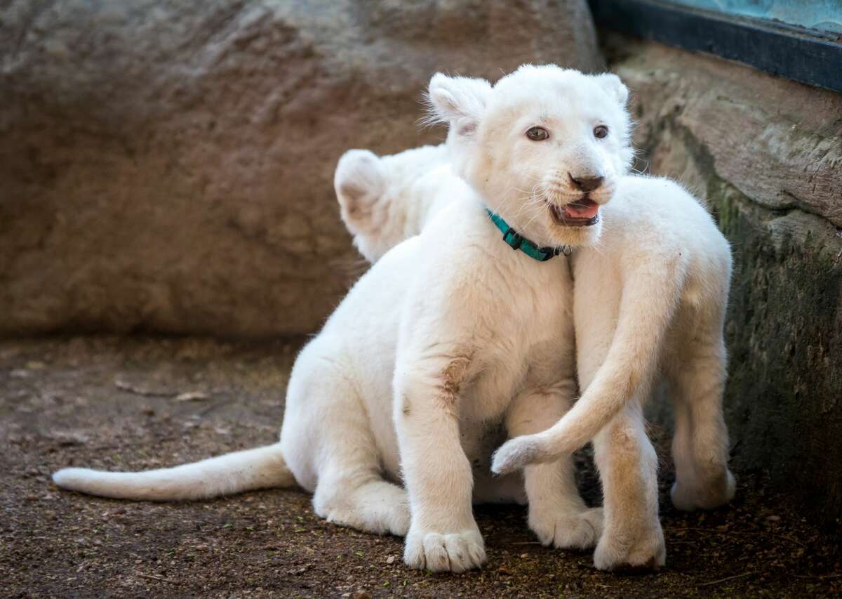 A sneak peek at the Animal World and Snake Farm Zoo's two new white lion cubs A sneak peek at the Animal World and Snake Farm Zoo's two new white lion cubs