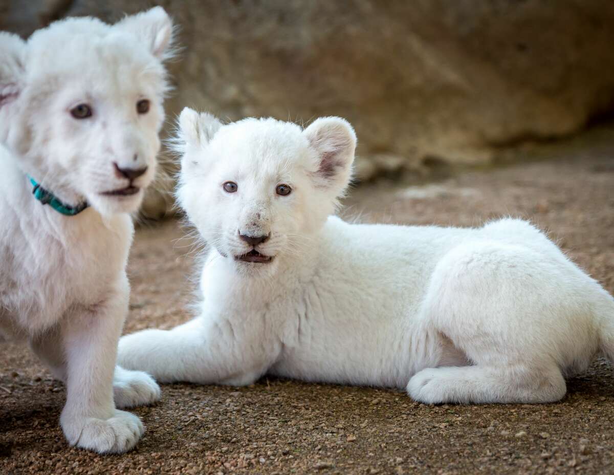 A sneak peek at the Animal World and Snake Farm Zoo's two new white ...