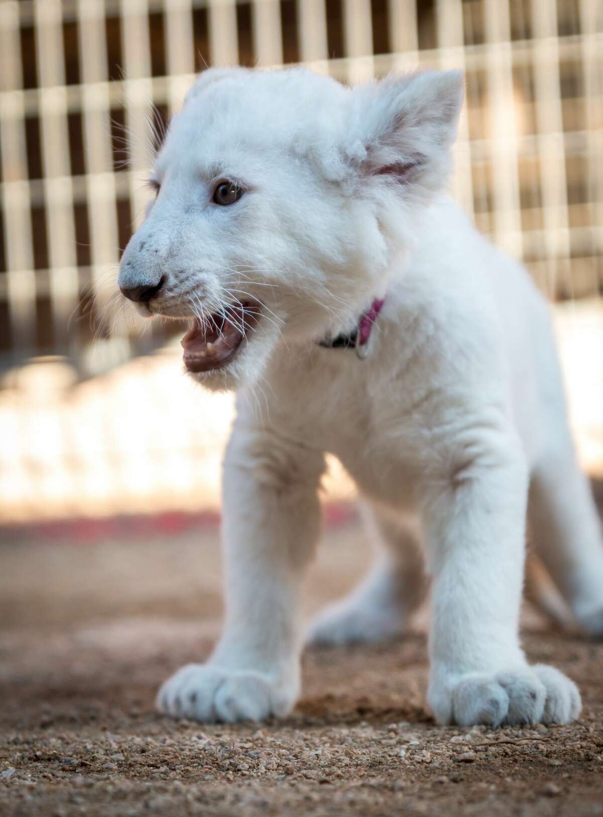 A sneak peek at the Animal World and Snake Farm Zoo's two new white