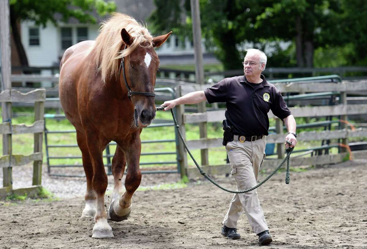 Photos Police learn how to investigate horse cruelty cases