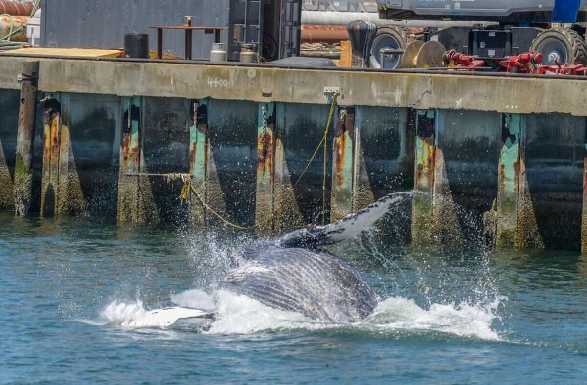 Allie the humpback whale continues to make San Francisco Bay her home