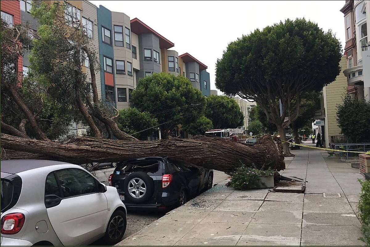 A massive tree fell over on Sutter Street in San Francisco, crushing a car on Thursday, June 13, 2019.
