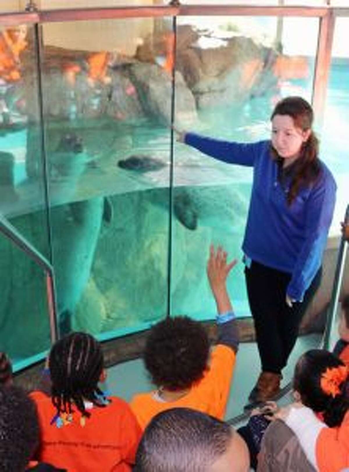 Maritime Aquarium educator Lauren Magliola directs observations about the harbor seals with young students during a school field trip.