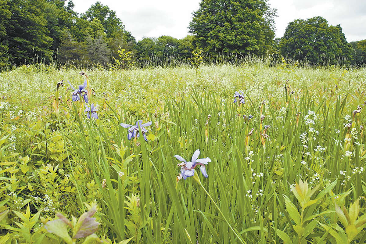 The Board of Selectmen is supporting the Wilton Conservation Land Trust in its efforts to purchase 183 Ridgefield Road. Blue flag iris is among the plants native to North America growing on the property. — Jeannette Ross photo