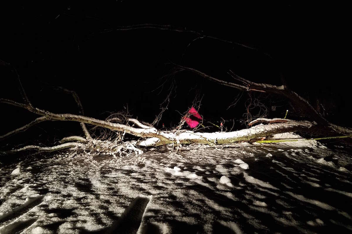 A nighttime shot of a tree across Old Boston Road. — Paul Lourd photo