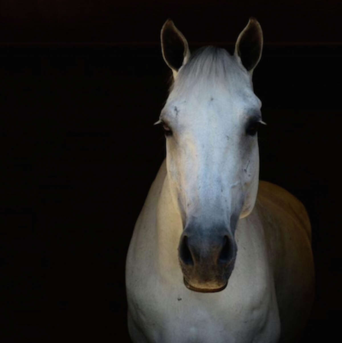 The Focus '19 photography exhibition is open for entries. Last year's best in show was Glow by Julie Frank.