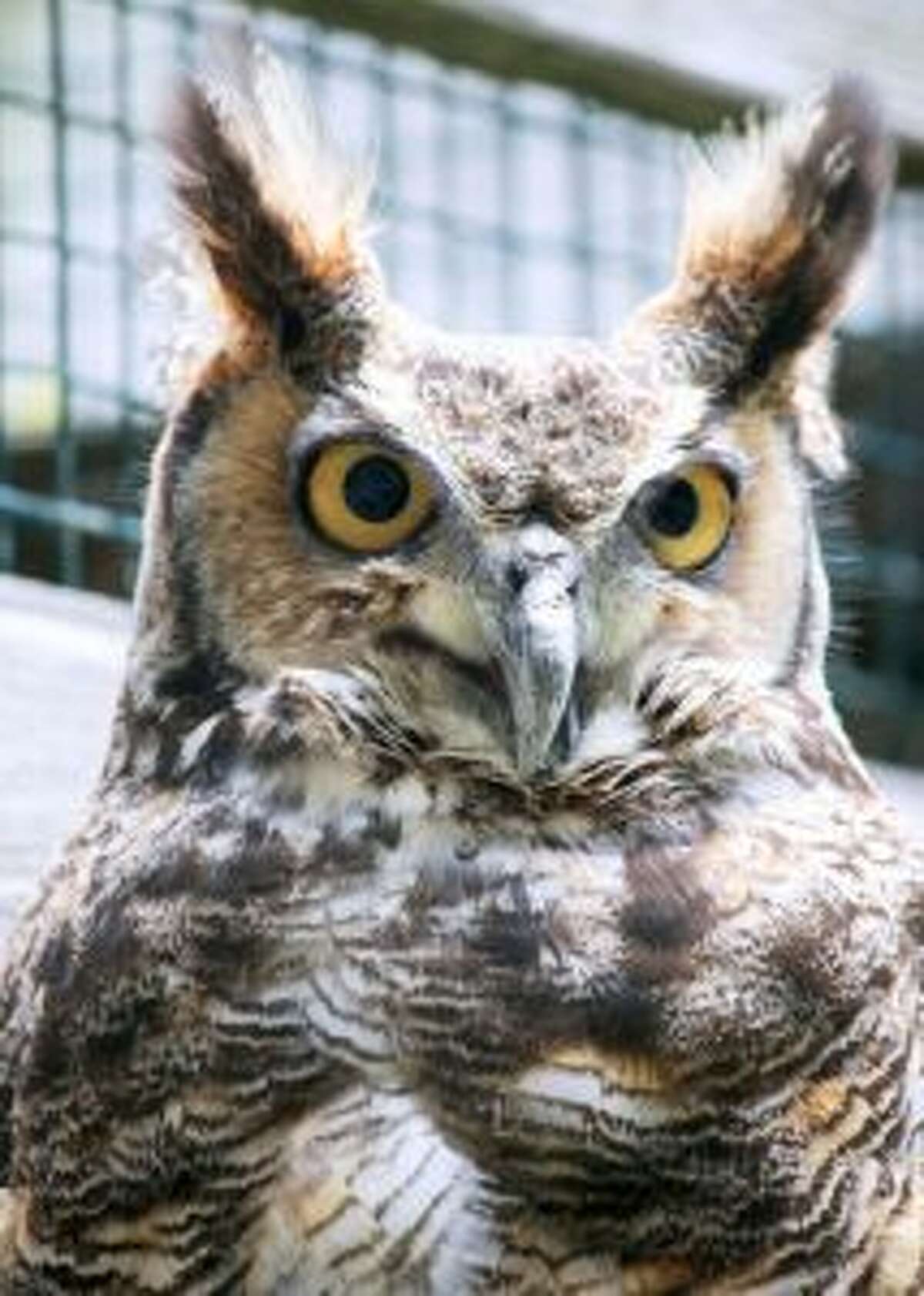 Woodcock Nature Center's resident Great Horned Owl, Hooty