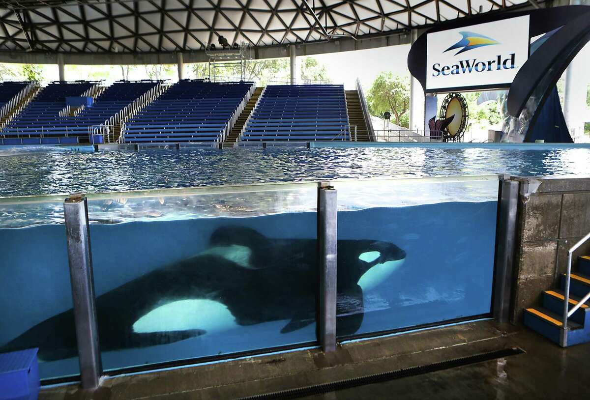 One of the killer whales at SeaWorld San Antonio swims in Shamu Theater during an “open viewing” at “One Ocean”, on May 20, 2016. SeaWorld has ended its breeding program.