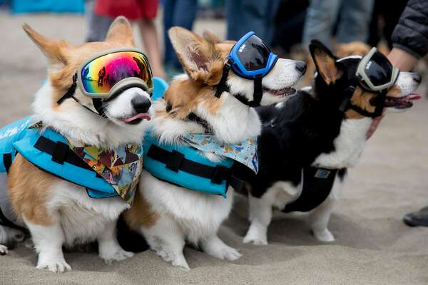 corgi wearing sunglasses