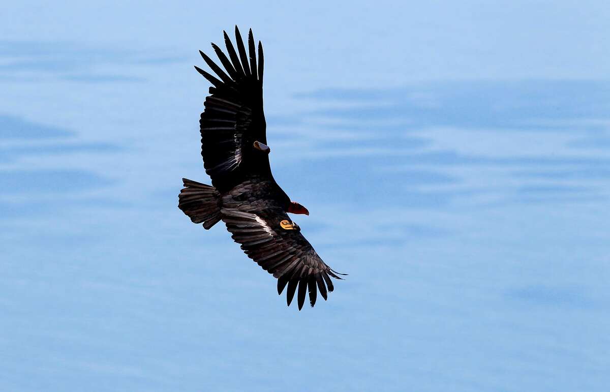A Condor soars above the research site on Tuesday Oct. 15, 2013, in Big Sur, Calif. The California Condor research camp high in the steep coastal range above Big Sur is the site of the Ventana Wildlife Society's Condor Recovery Program, where California Condors are analyzed for lead contamination, their general health and electronic tracking devices they wear are checked for proper operation.