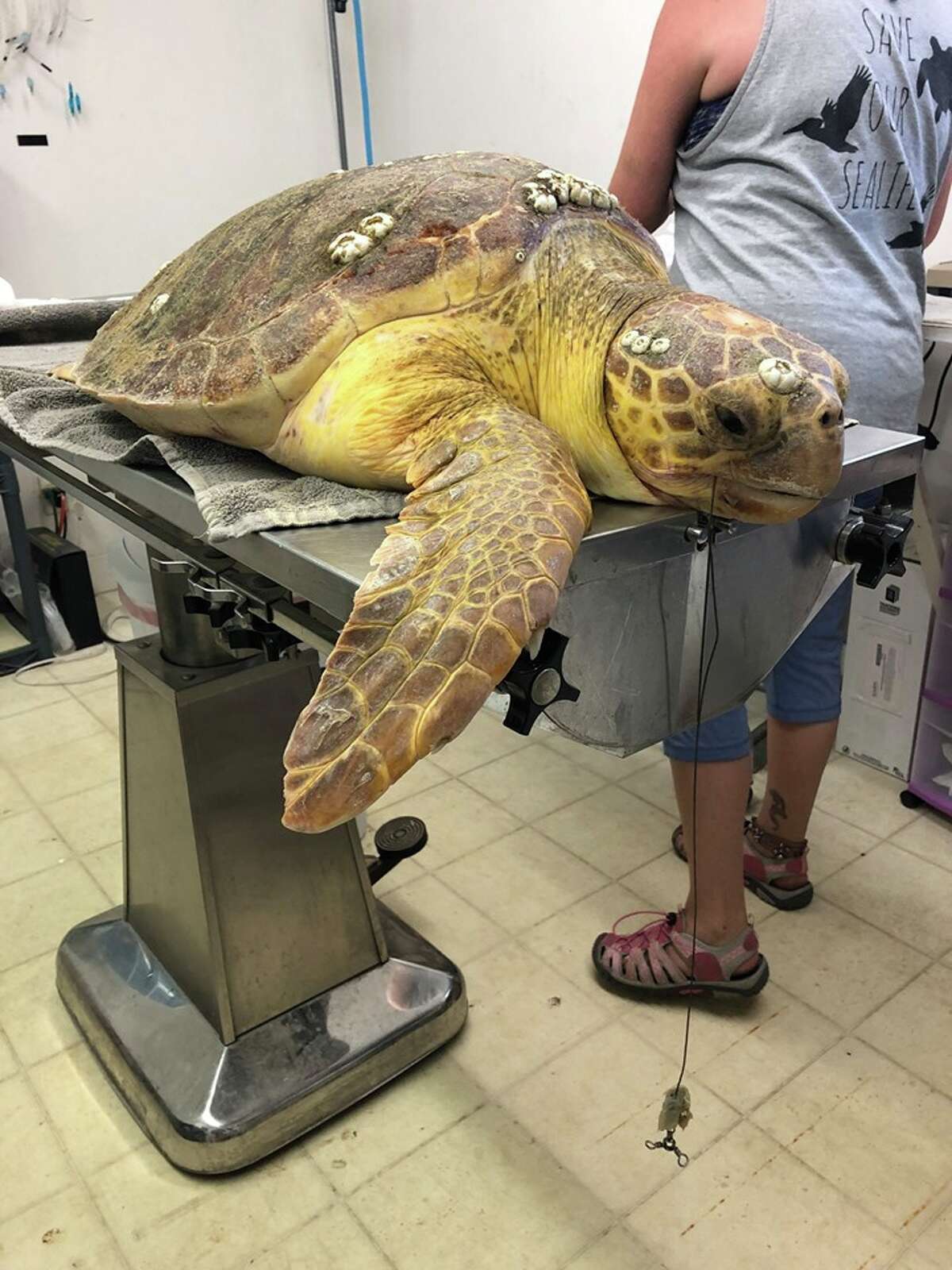Captain is a sub adult Loggerhead sea turtle who was brought into care on May 19, 2019 from Bob Hall Pier, after swallowing a large fishing hook. Source: Texas Sealife Center