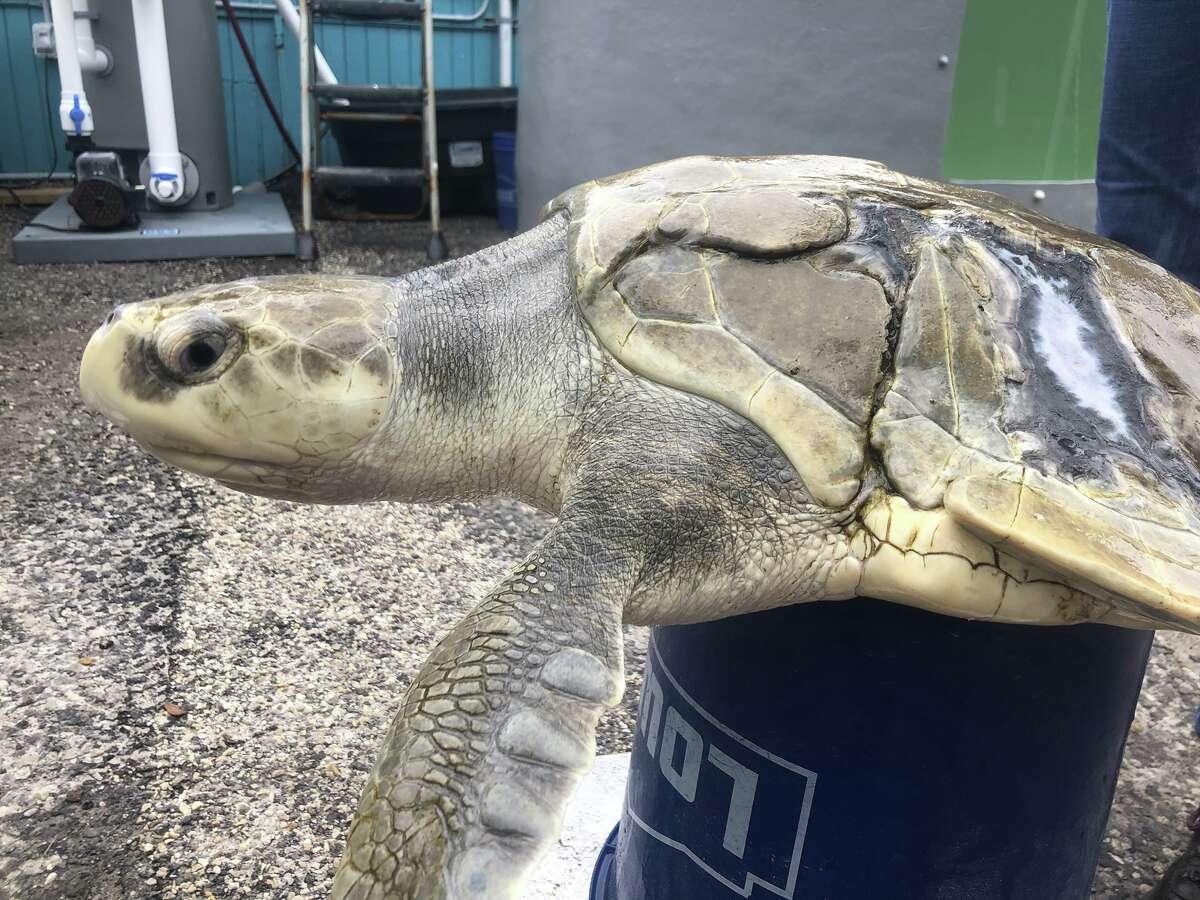 Rescued sea turtles in Corpus Christi released back to sea after recovery