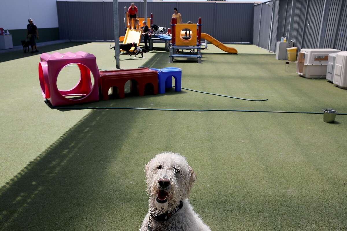 A dog stands in a play area at Every Dog Has Its Day Care, located at 1315 16th St., in Oakland, Calif., on Tuesday, June 11, 2019. When clients at Every Dog Has Its Day Care learned that the center would close June 22, the passionate dog community banded together to save it. They started a Facebook page, which now has 150 members, and raised $3 million to buy the business, saving the jobs of the center's employees, who will become part of the dog day care co-op they will launch to operate the business.