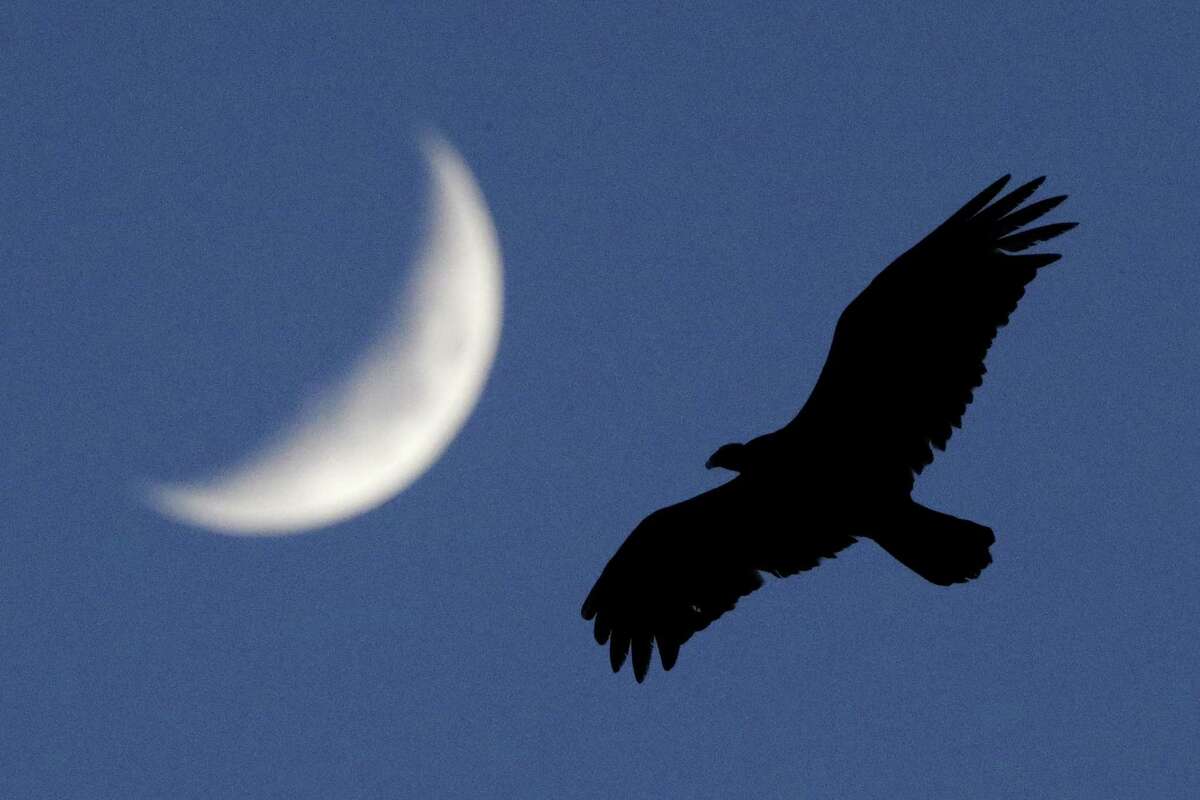 A crow soars as the crescent moon sets in the distance in McCracken, Kansas.