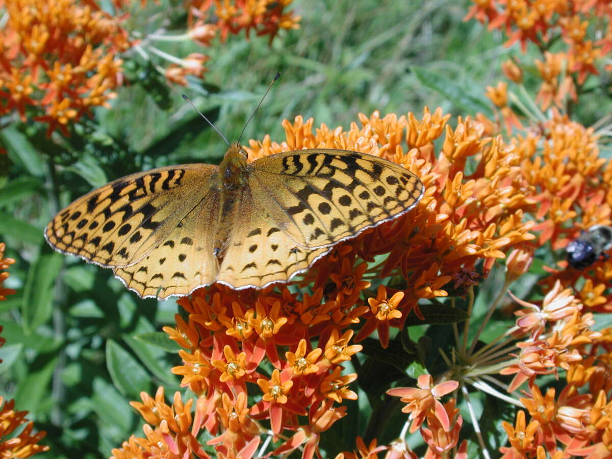 Butterfly #1(2)