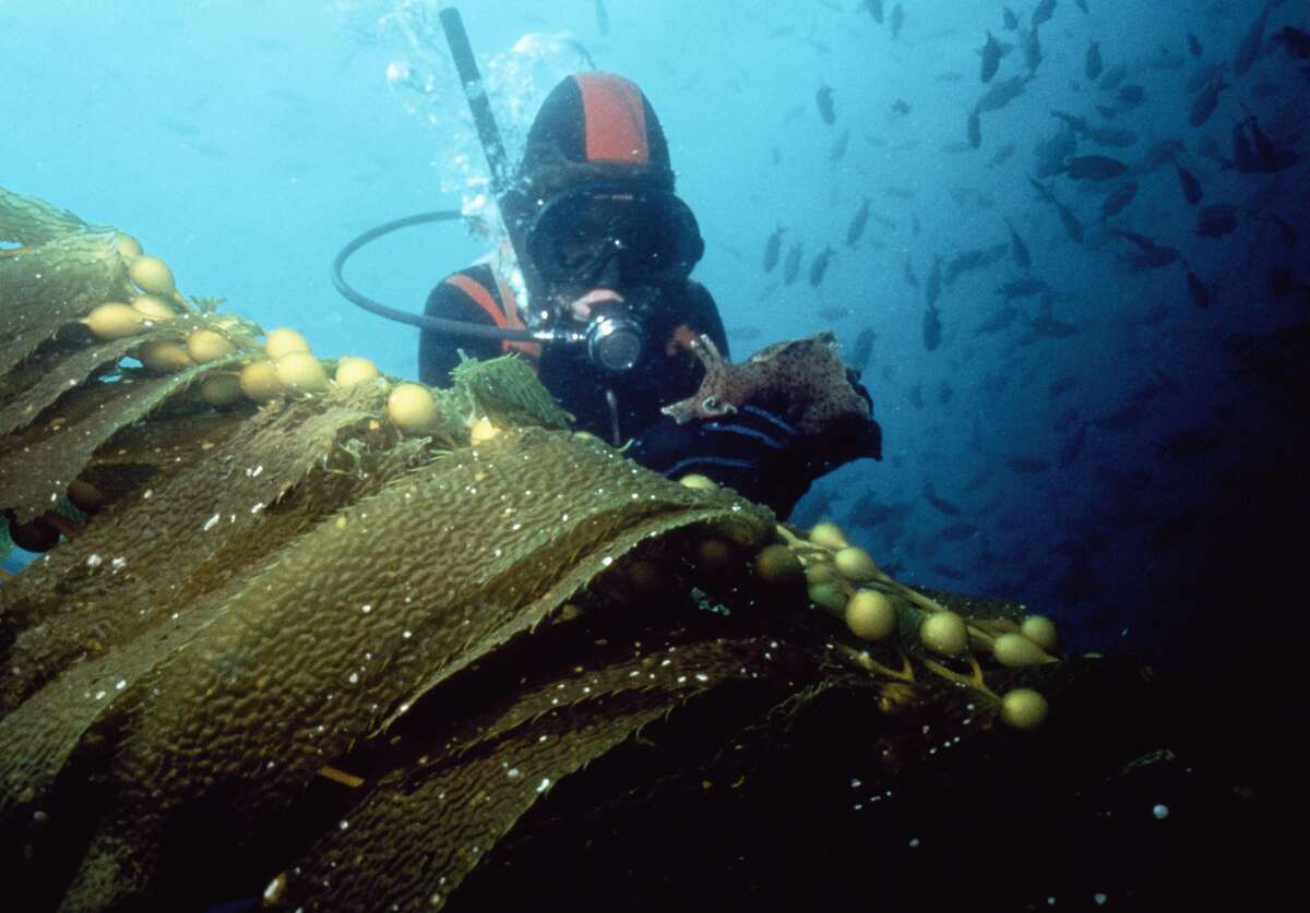 A scuba diver at Santa Catalina Island
