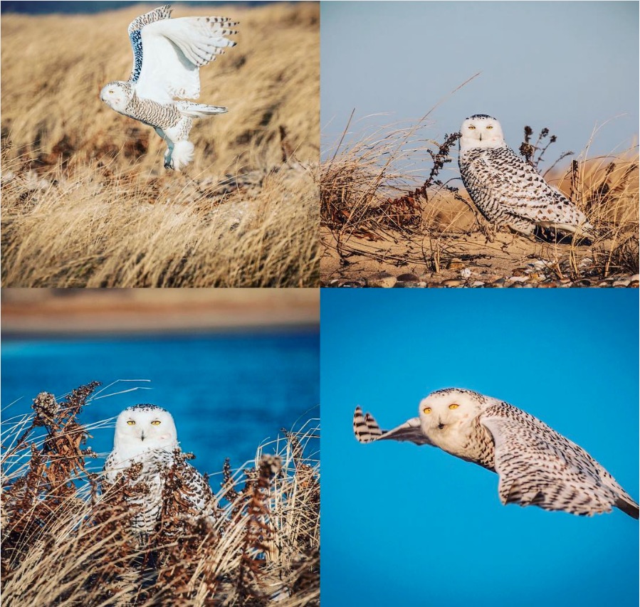 Ridgefield resident captures pictures of 'rare' snowy owl on Eastern ...
