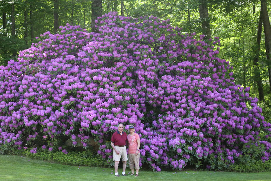 In full bloom: Rhododendron shows spring has sprung — and ...