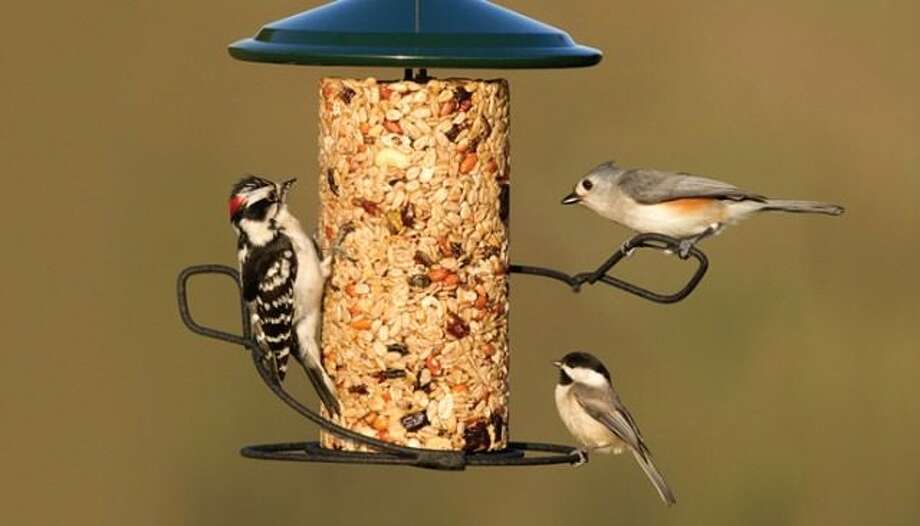 The Secret To Getting Birds To Flock To Your Backyard Feeder The