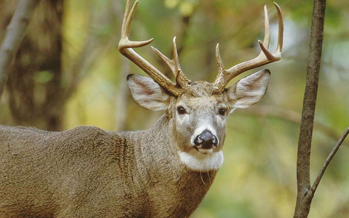 The annual deer hunt in Ridgefield will be up for debate on June 5.