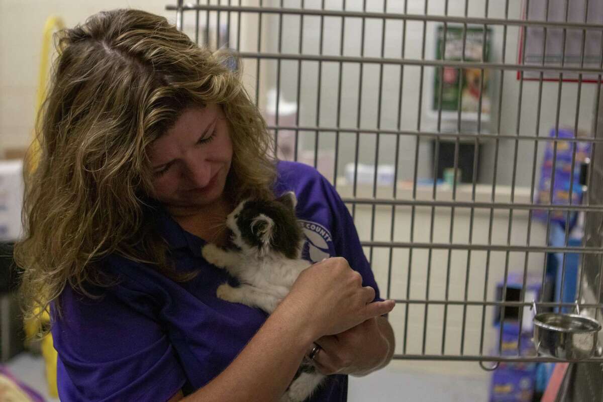 Volunteer coordinator Macheal Ita comforts a kitten Tuesday, June 18, 2019 at the Montgomery County Animal Shelter in Conroe.
