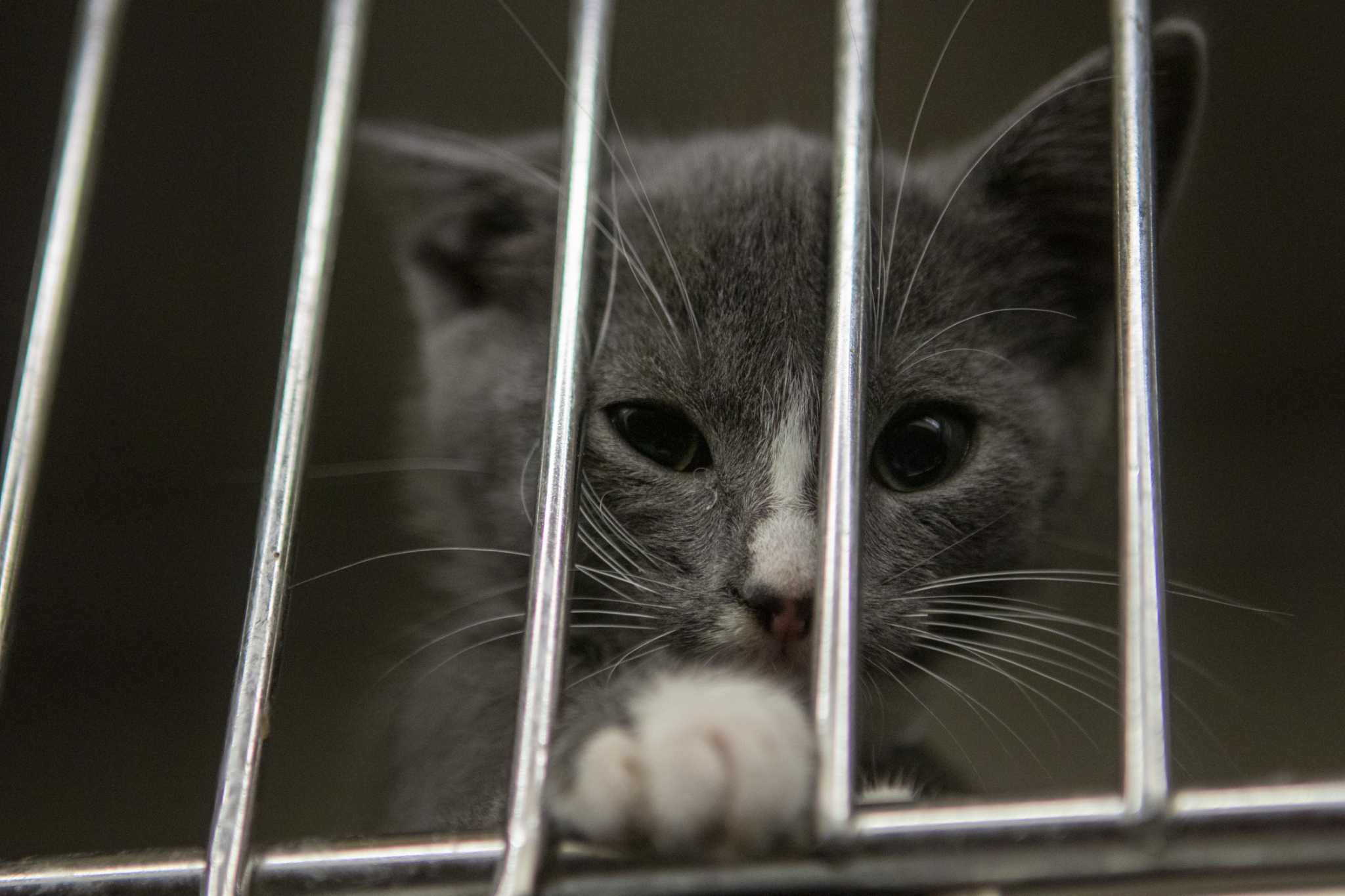Montgomery County Animal Shelter officials hope ‘super adoption’ event ...