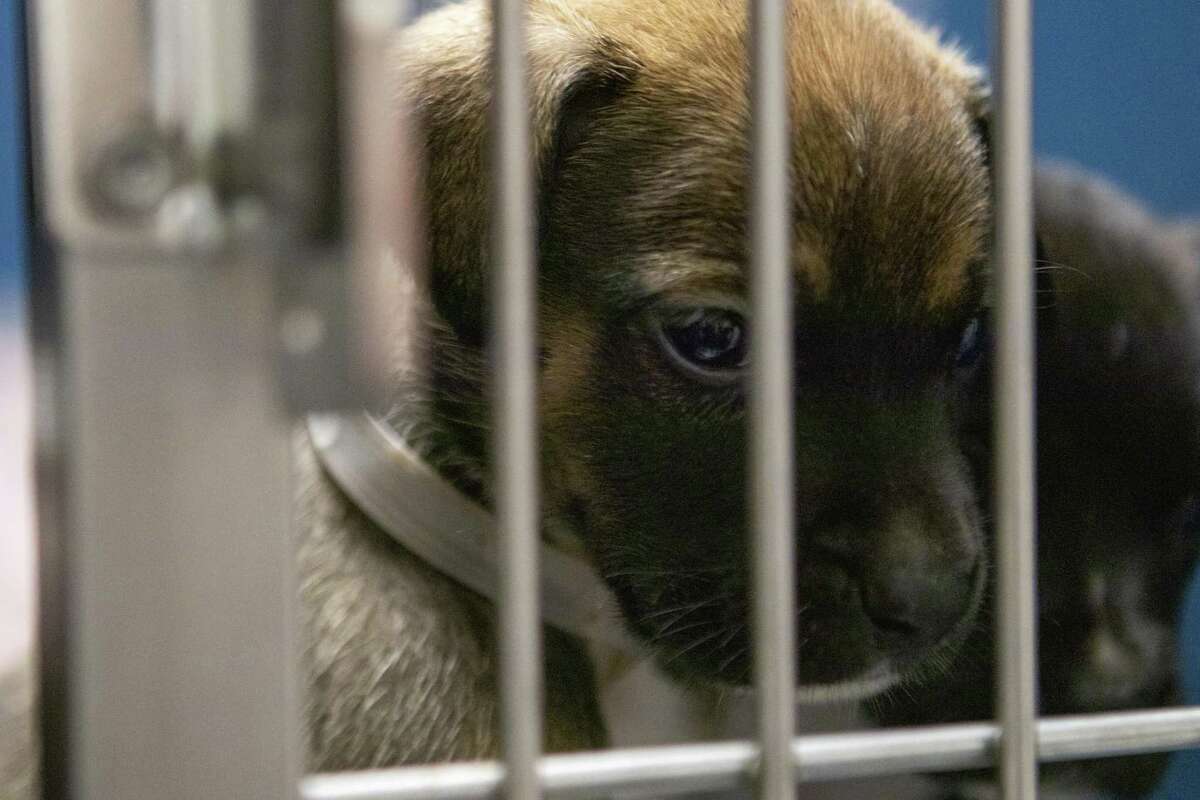 Montgomery County Animal Shelter officials hope ‘super adoption’ event