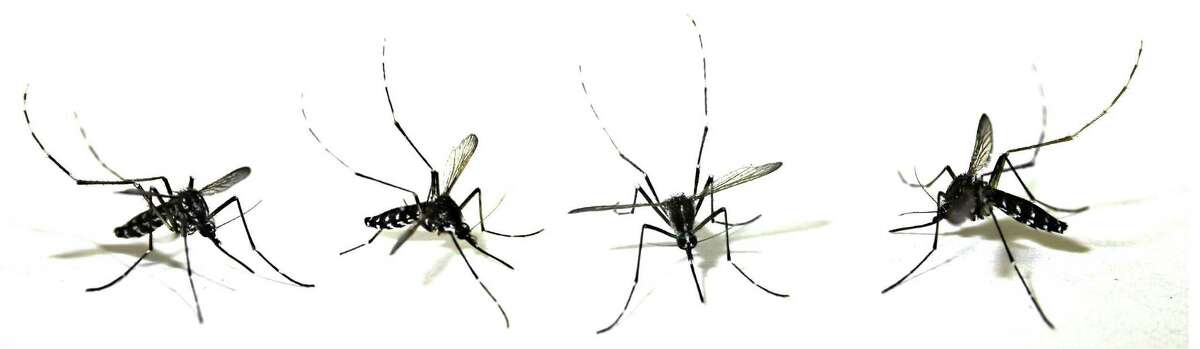 The Connecticut Department of Public Health is urging residents to take precautions to avoid mosquito bites and reduce the chance of contracting Eastern Equine Encephalitis virus.
