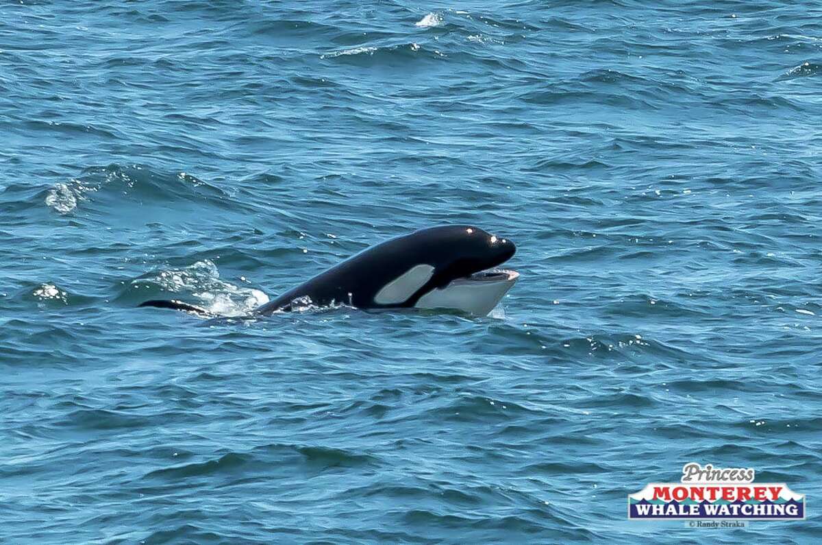 Pod Of 'very Active' Killer Whales Seen For First Time Ever In Monterey Bay