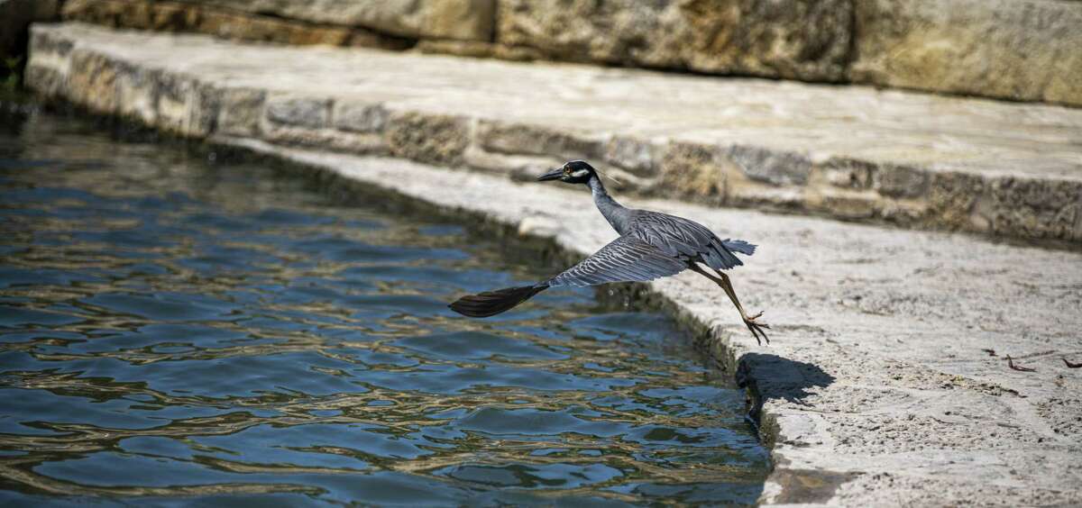 A black-crowned night heron flies in the phase 1.1 portion of the San Pedro Creek Culture Park on Tuesday, June 18th, 2019. Bexar County Commissioners will take a major step in advancing the San Pedro Creek Restoration Project, considering a proposed $85.7 million budget for the next two phases, even while the current $74 million phase is under construction, issuing tax-exempt certificates of obligation. That will raise the total project cost to date of the Culture Park to $235 million. Also on the agenda is capital funding of $2.7 million for construction and operation of BiblioTech EDU, an all digital public library, at Fox Tech High School, and $1.7 million for design and 10 percent of construction for an interchange in the high-growth Alamo Ranch area on the far West Side.