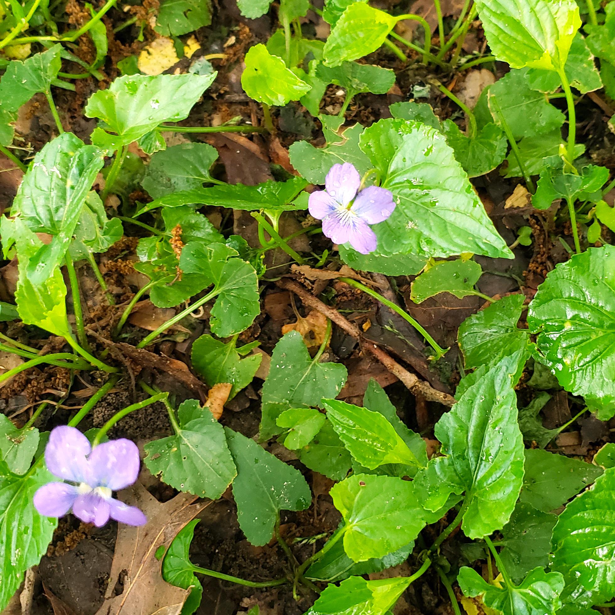 Wild violets Weed or wildflower?
