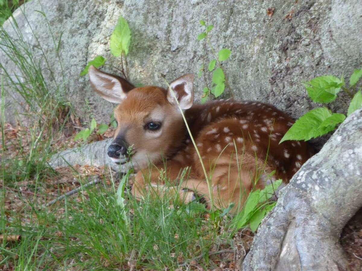 See an unattended baby deer? Leave the fawn alone