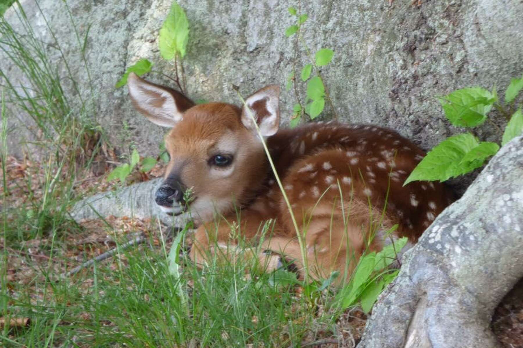 See an unattended baby deer? Leave the fawn alone