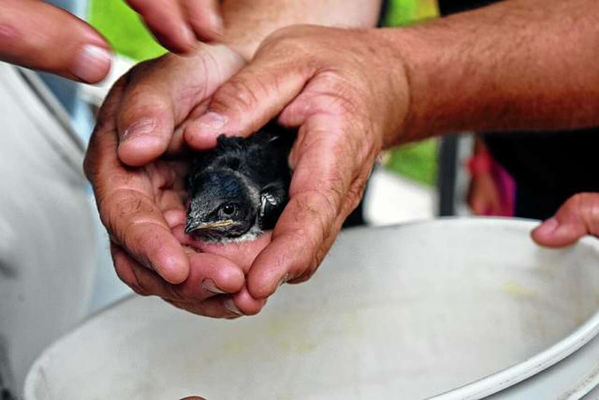 A Purple Martin is being prepared to be banded Wednesday in Beardstown.