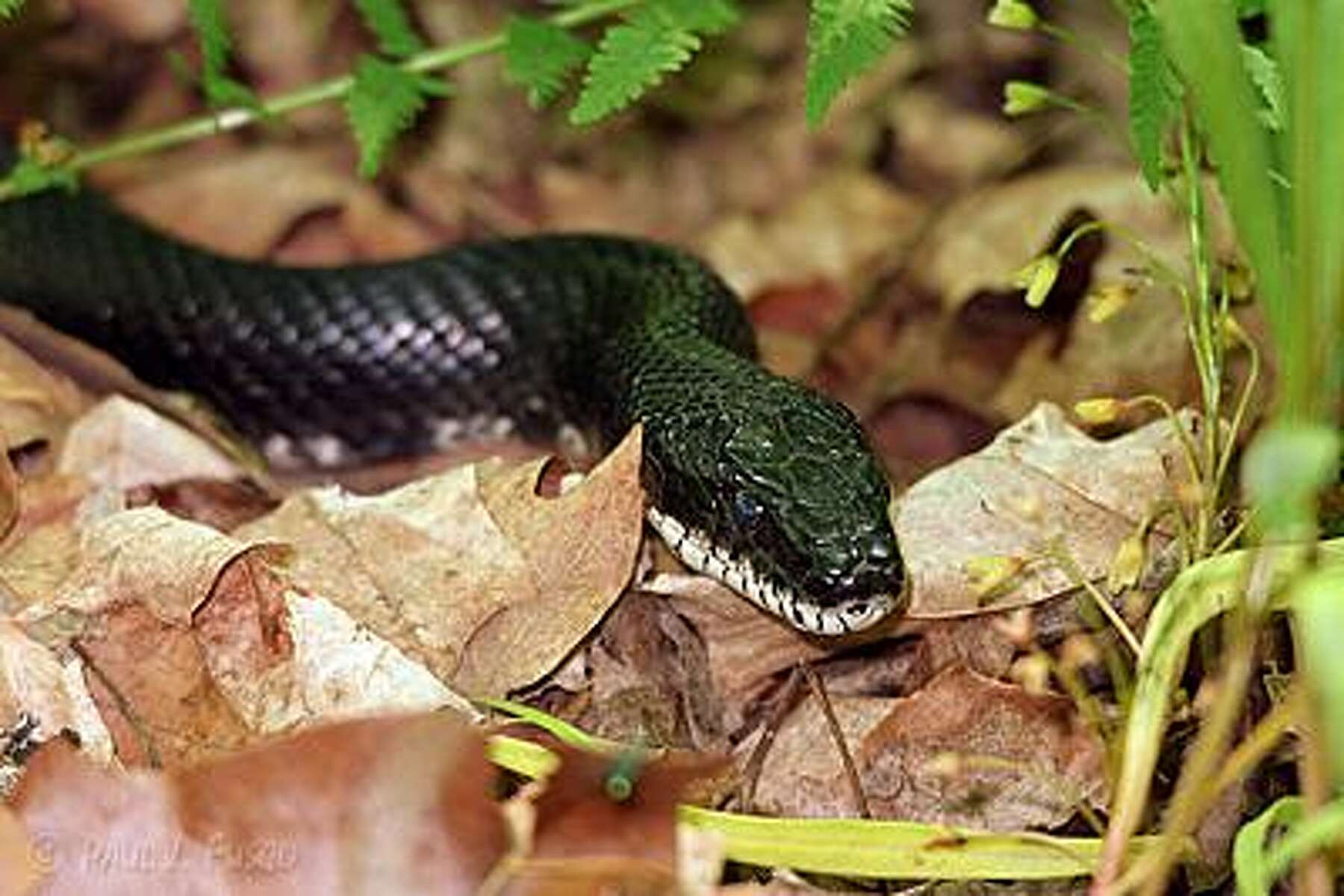 Black Rat Snakes Removed From Ct Home