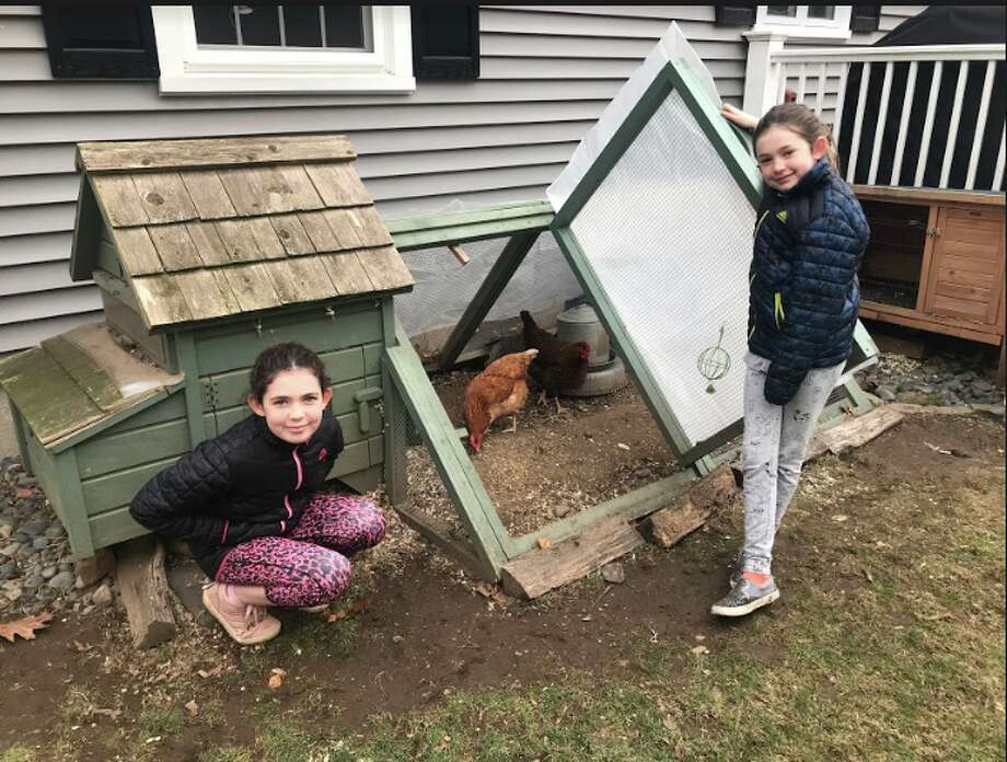 Darien Chickens Keep Warm In Winter Darien Times