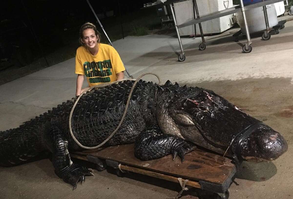 Massive alligator wanders onto Florida Interstate, gets struck by semitruck