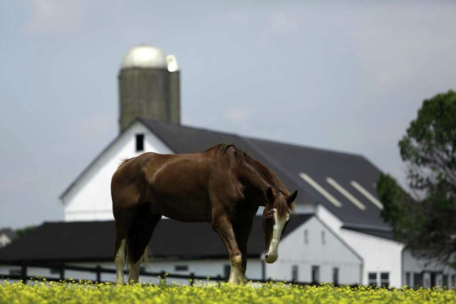 A horse grazes in a fenced field at a farm in Lancaster County. Photo: Jacqueline Larma / Associated Press / Copyright 2018The Associated Press. All rights reserved