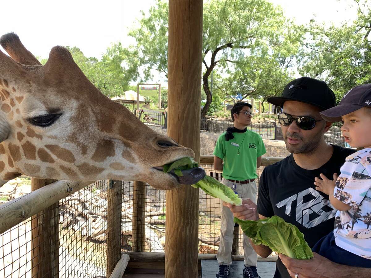 The zoo shared pictures with mySA showing four-time NBA Champion Tony Parker and his sons meeting and feeding different animals on Tuesday.