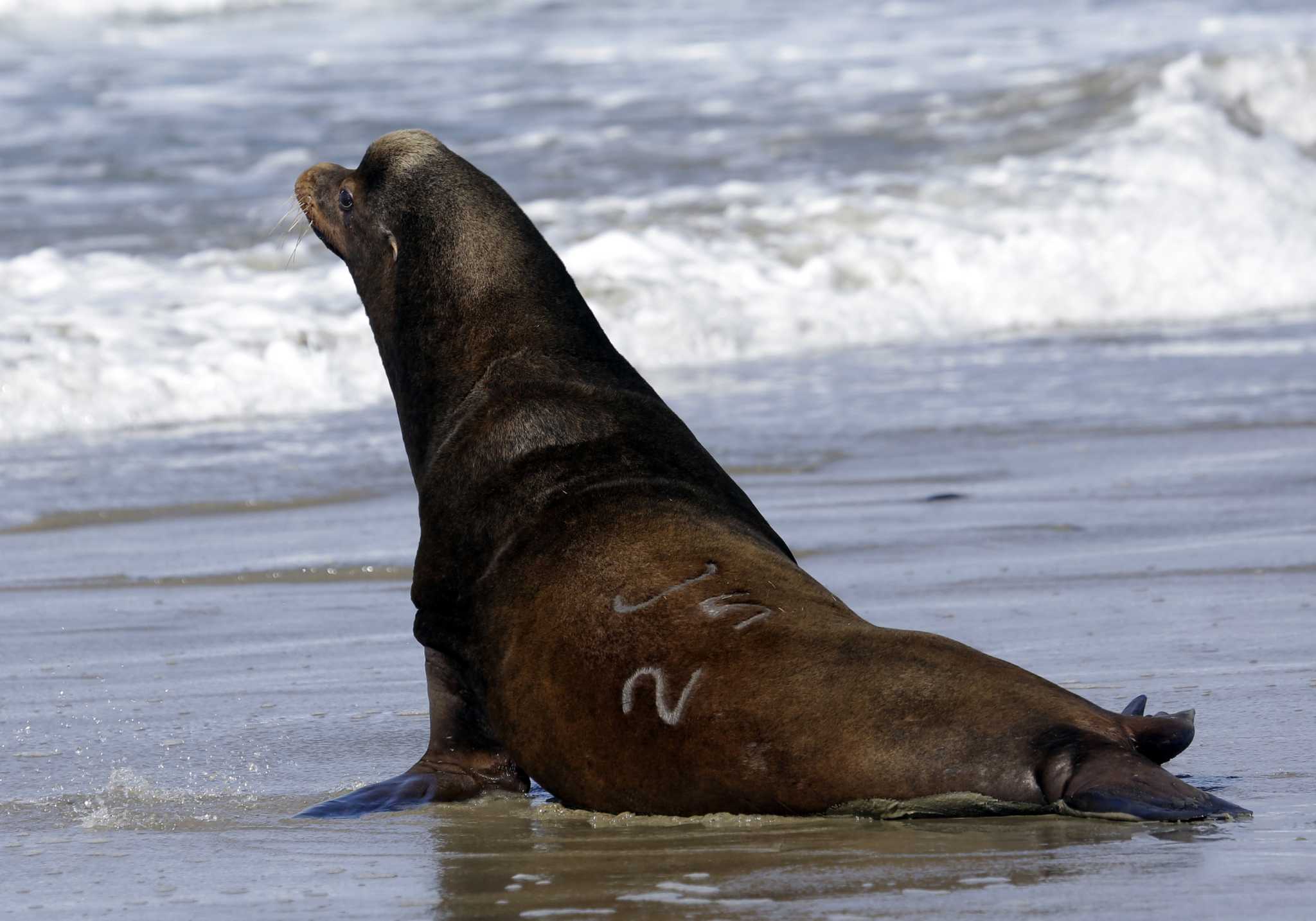 California sea lions are facing a deadly, ‘unprecedented’ health crisis