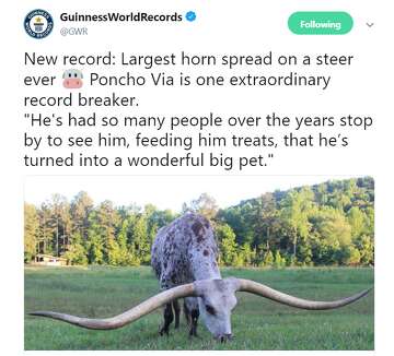 Longhorn Sets Guinness World Record For Longest Horns And He