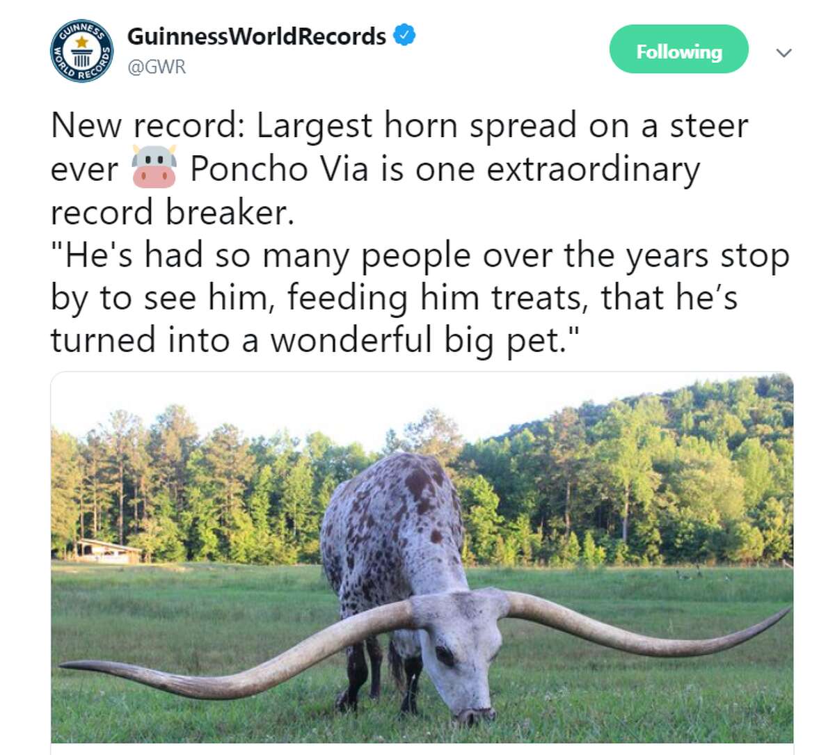 Longhorn sets Guinness World Record for longest horns and he isn't