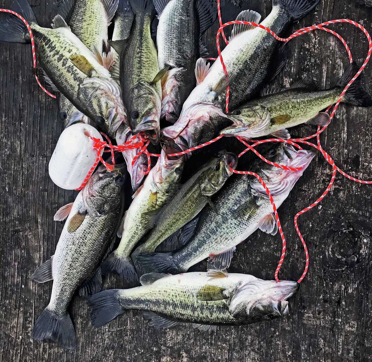 Too many bass A pond with a problem lures plenty of helpers