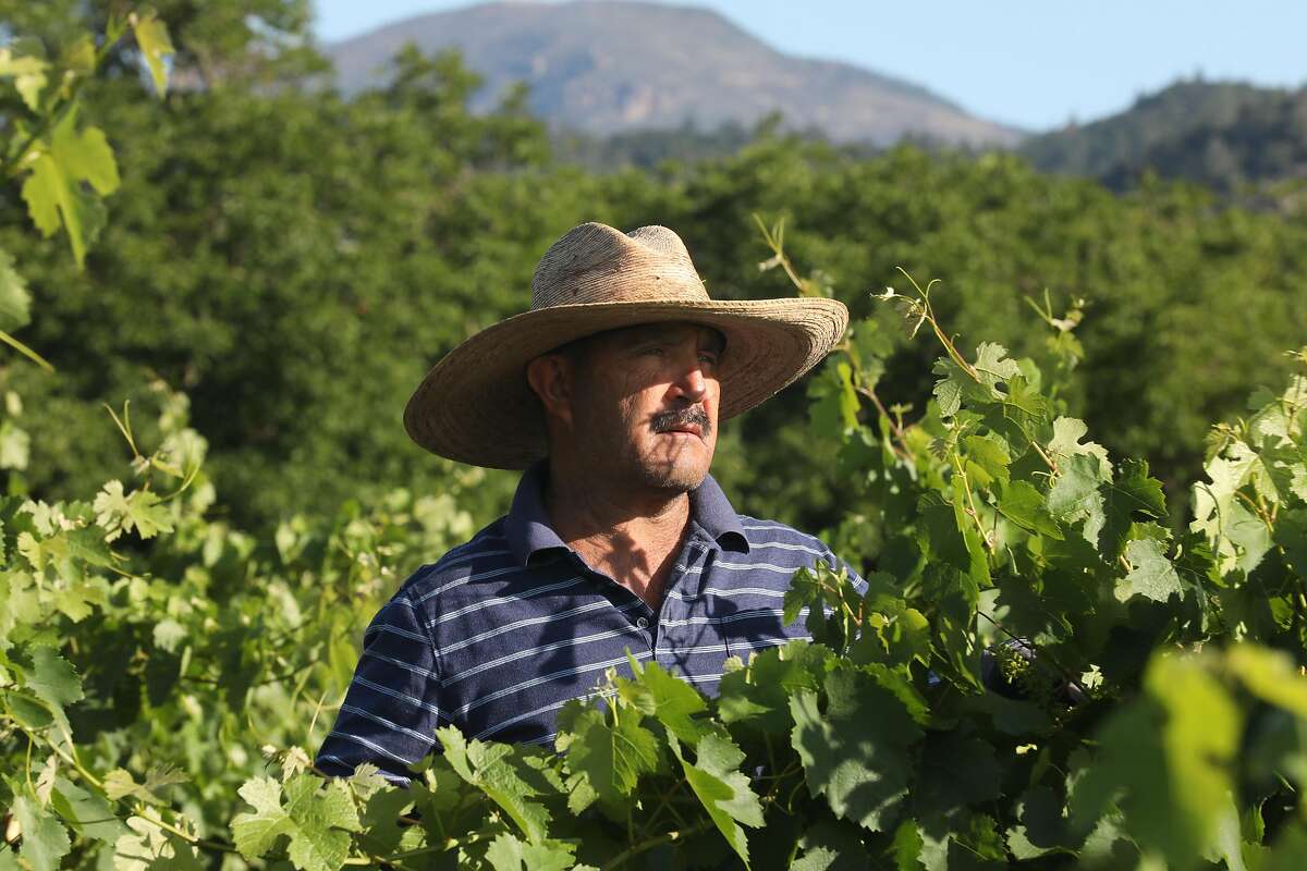 Jesus Abina has worked at Toffanelli vineyard for twenty years as he trims carbono on Friday, June 7, 2019 in Calistoga, Calif.