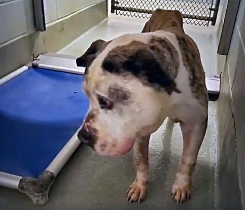 Bridgeport Animal Control looking for whoever left dog tied to fence to die