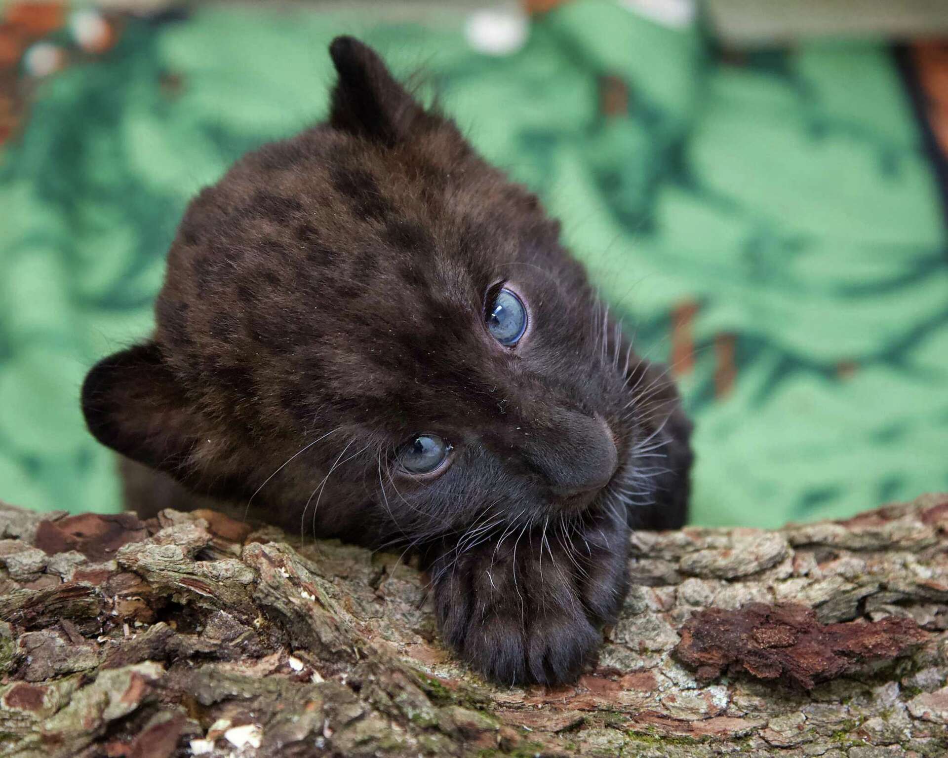 Amur leopards make debut at Bridgeport's Beardsley Zoo, image size:1920x1536