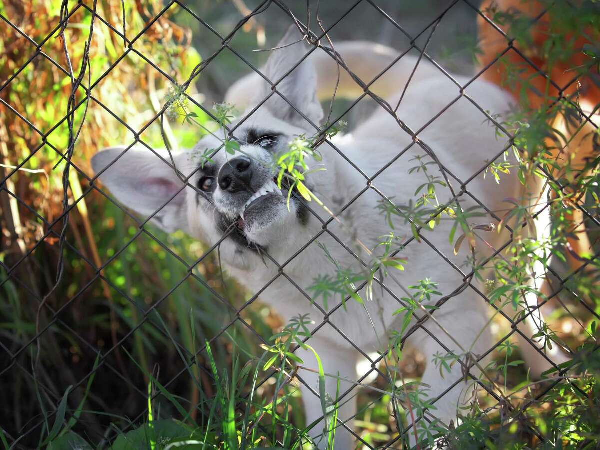 why do dogs bark at each other through the fence