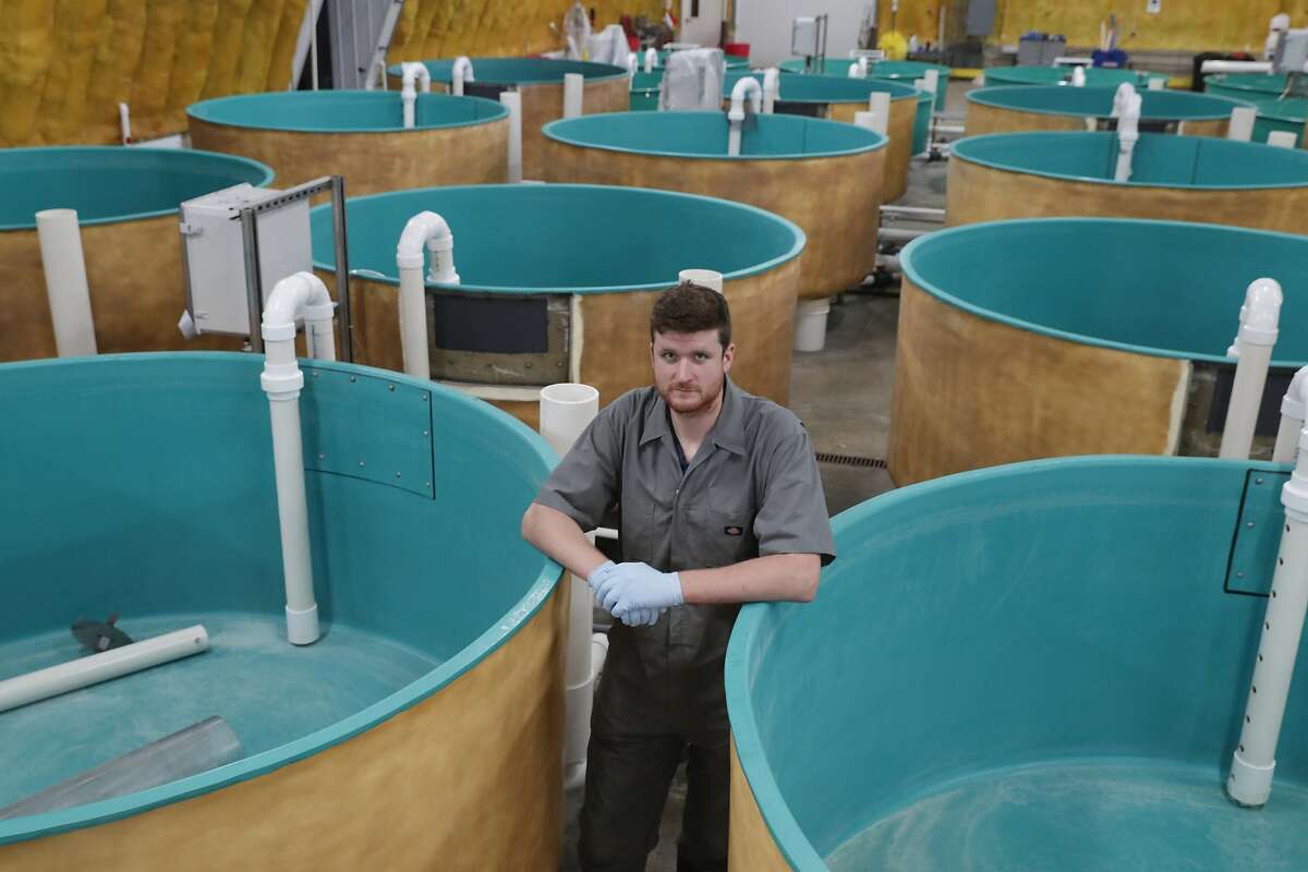 Peter Bowyer, facility manager at AquaBounty Technologies, in the facilities nursery tank building in Albany, Ind., last year. AquaBounty was given approval to produce the first genetically modified animals approved for human food in the Unites States. A federal judge has ruled that approval illegal.