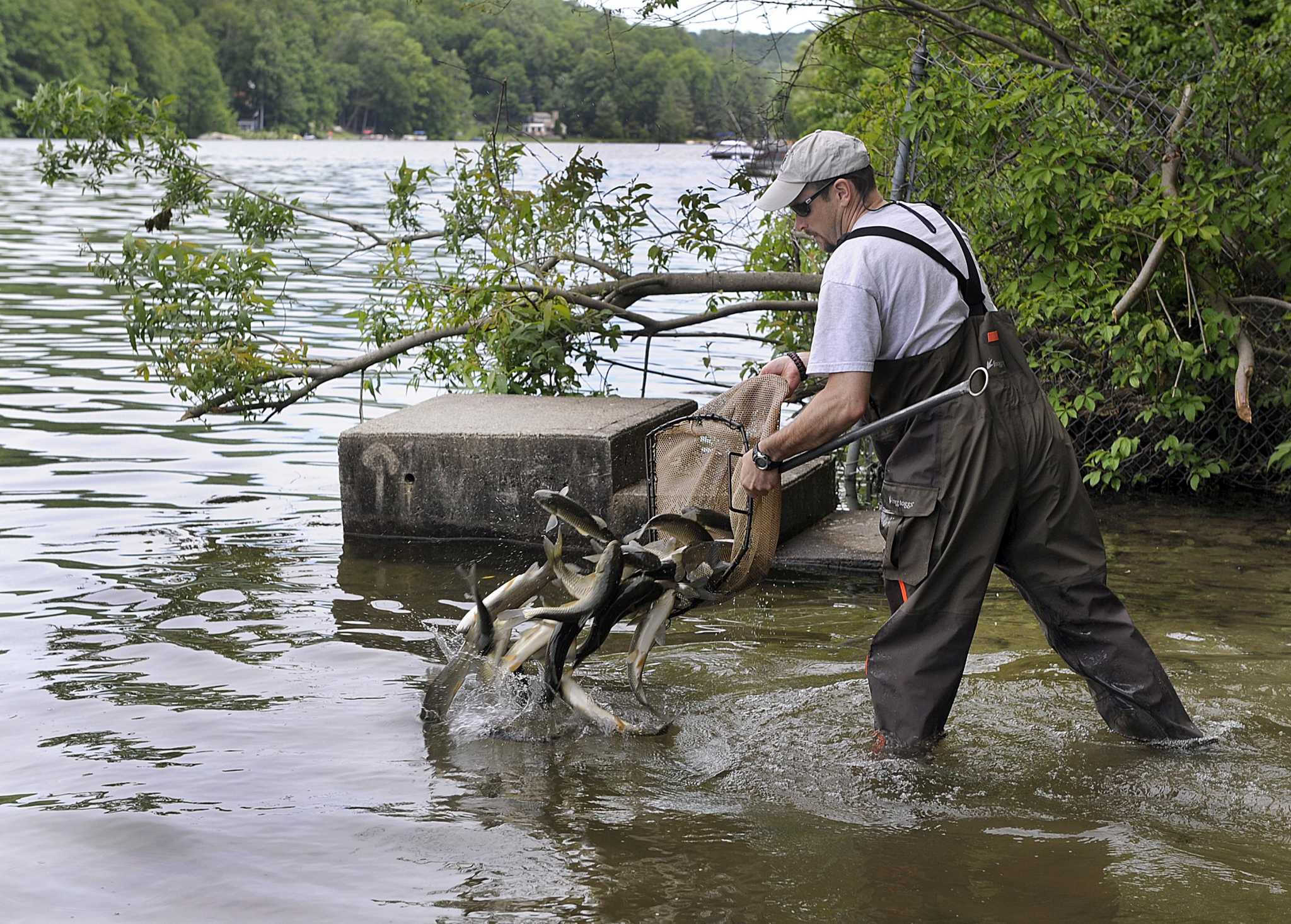 Candlewood carp tracking program comes to an end