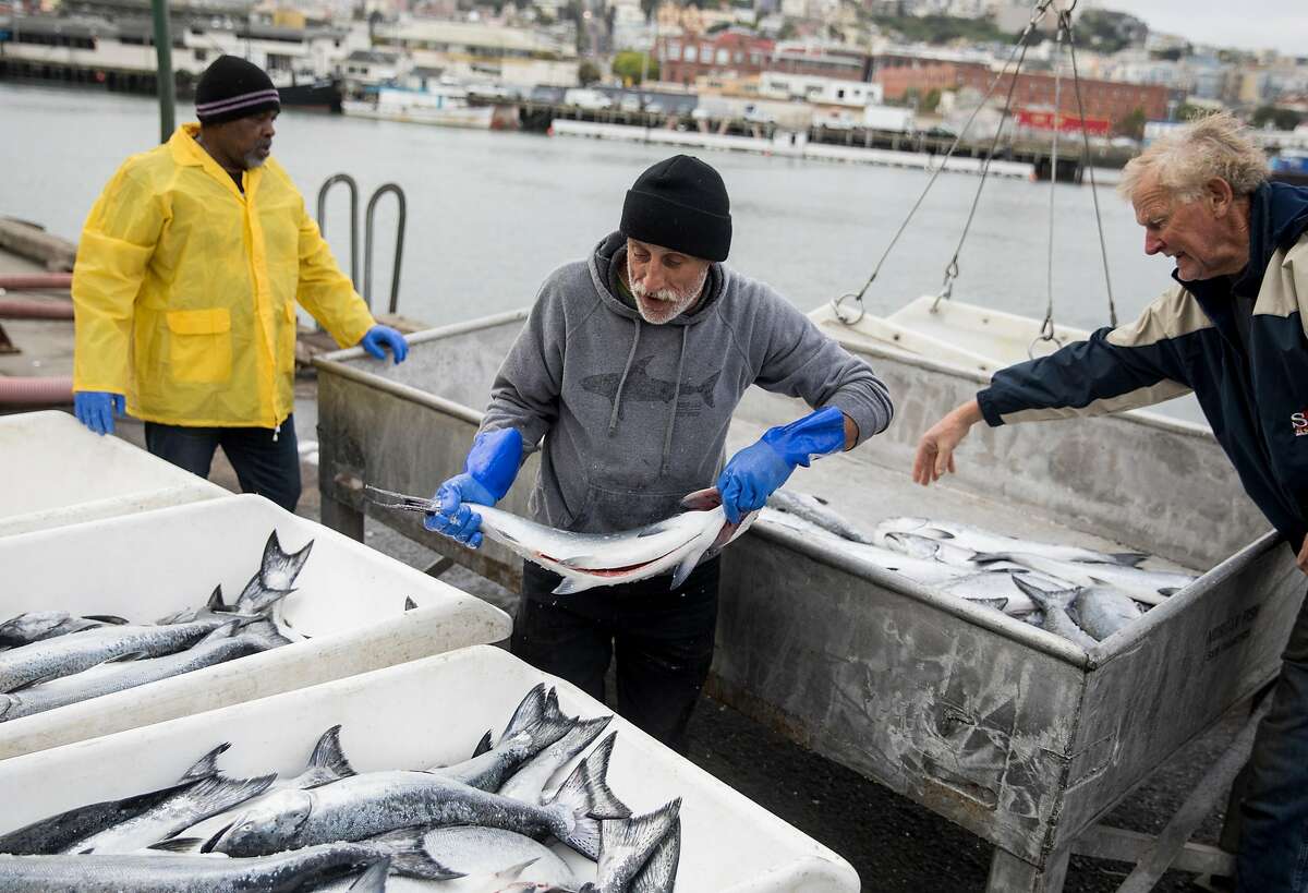 Pacific Sea boat captain Tom Wallace (right) assists fish processors Mark Adams (center) and Ronald Black as they work through multiple hauls of salmon while on the dock of Pier 45 at Fisherman's Wharf in San Francisco, Calif. Friday, June 21, 2019.